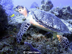 Turtle at a cleaning station. by Cheri Denn 